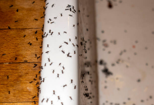 Best Ant Control Services  in Richwood, LA