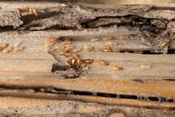Best Rat Extermination Near Me  in Richwood, LA