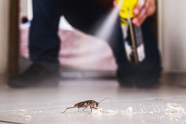 Best Spider Control Near Me  in Richwood, LA